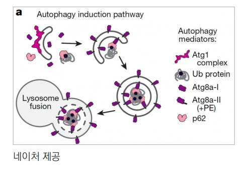 자가포식이 일어나는 과정으로 먼저 atg1과 atg8a가 막에 달라붙어 분해할 단백질(Ub protein)을 감싸는 구조(autophagosome)를 만든다. 그 뒤 소화효소를 담고 있는 리소좀과 융합해(lysosome fusion) 안의 단백질이 아미노산으로 분해돼 재활용된다. atg1과 atg8a 유전자 발현 패턴은 밤에 높은 일주기 리듬을 보이는데, 타이밍이 적절한 간헐적 단식을 하면 진폭이 더 커져 자가포식이 활발하게 일어나는 것으로 밝혀졌다.